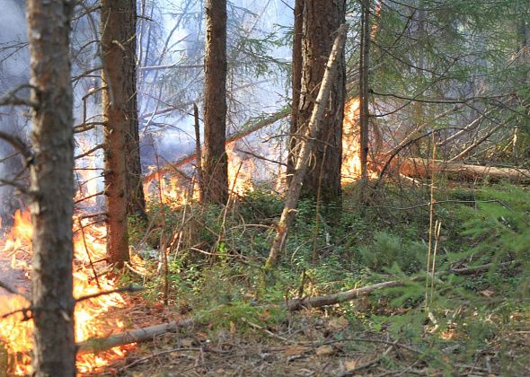 На территории Серовского лесничества произошел первый в 2024 году пожар
