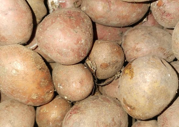 В Свердловской области картофель за неделю подорожал на 9%