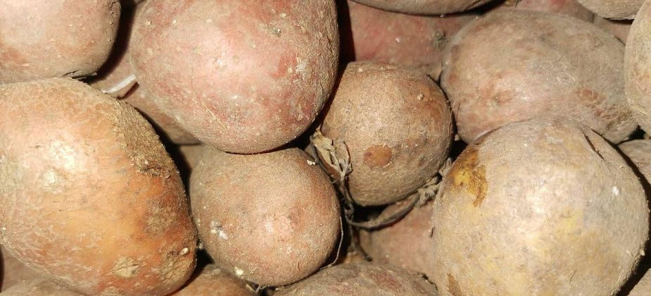 В Свердловской области картофель за неделю подорожал на 9%