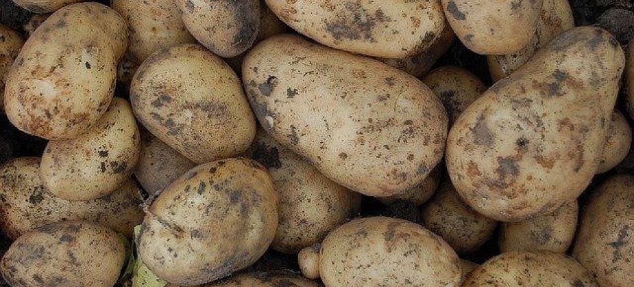 В России зафиксировали резкий рост цен на картофель и морковь