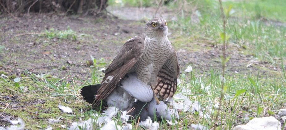 За охотой в Серове был замечен ястреб-перепелятник