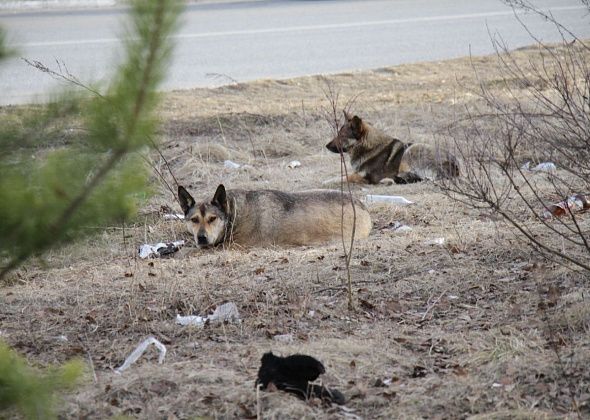 На отлов собак в 2026 году в бюджет Серова закладывается около пяти миллионов рублей