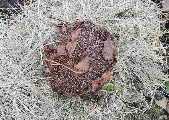 Домик для ежика построили на садовом участке