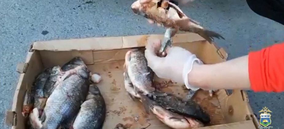 Пенсионерка перевозила наркотики из Екатеринбурга в Тюмень… в карасях