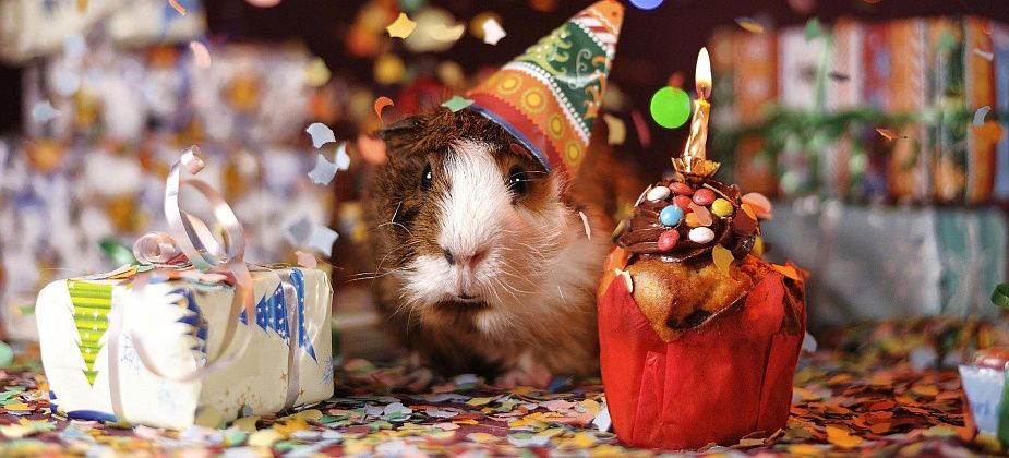 Серовчане, какой самый необычный подарок вы получали на день рождения?