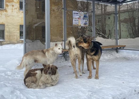 Глава Серова запретил выпускать бездомных собак на остановках, железнодорожных и автовокзалах