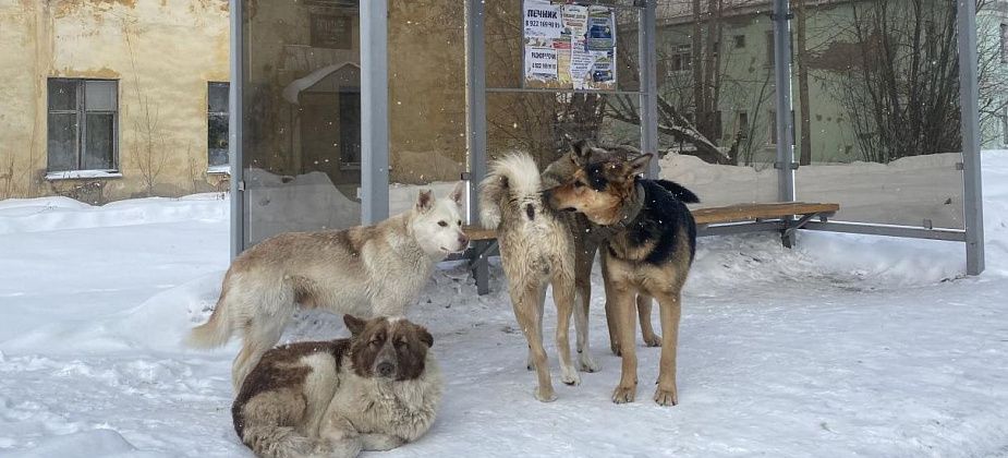 Глава Серова запретил выпускать бездомных собак на остановках, железнодорожных и автовокзалах