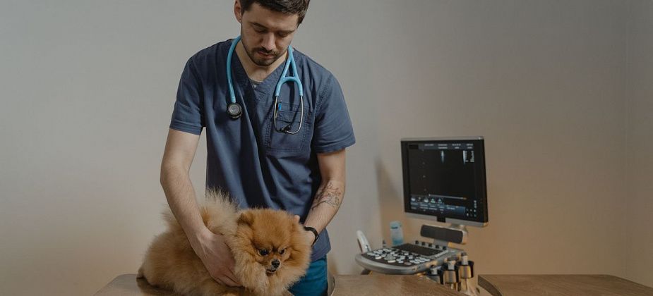 Чипирование собак и кошек. Нужно делать процедуру домашним животным?