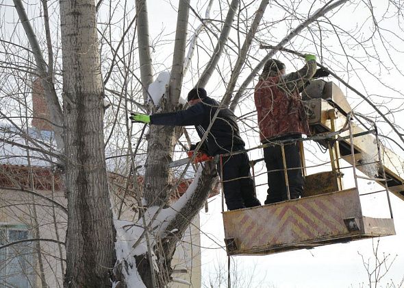В Серове проведут обрезку тополей и валку деревьев. На работы выделено 4,9 миллиона
