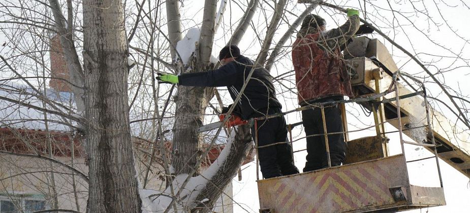 В Серове проведут обрезку тополей и валку деревьев. На работы выделено 4,9 миллиона