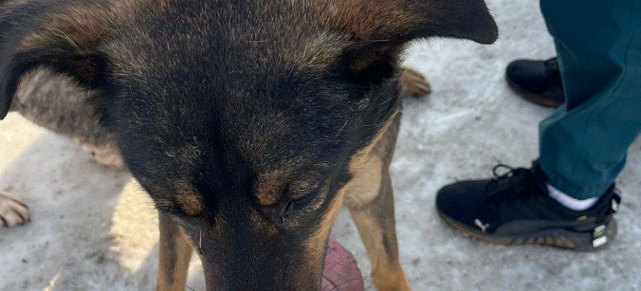 На ребенка в Серове напала бездомная собака