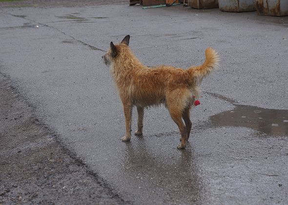 Собаколовы подстрелили пса во дворе жилого дома в Серове