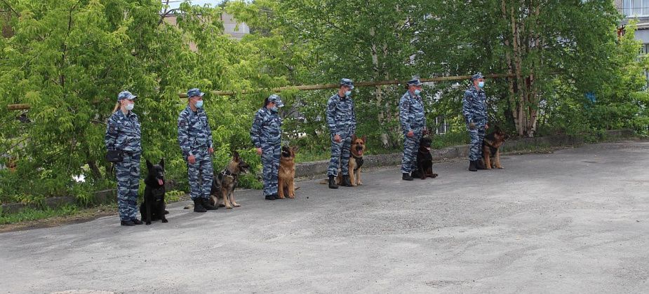 Для детей из Красноярки полицейские Серова устроили парад служебно-розыскных собак