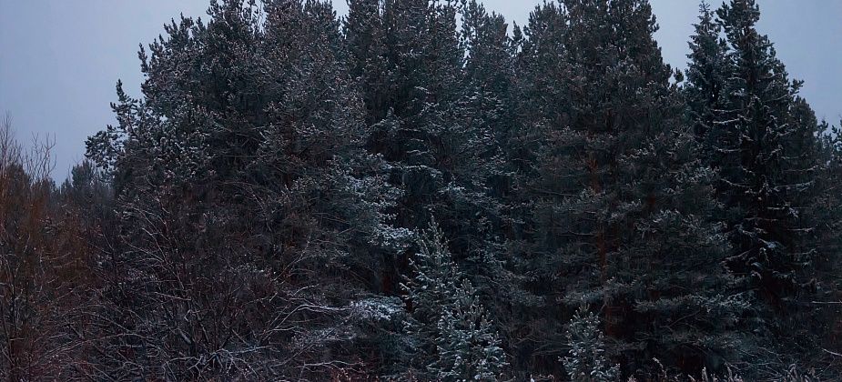 Труп на Солдатском вырубе в Карпинске: личность установлена, криминала - нет