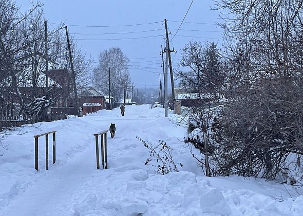 В заброшенном доме по улице Хасановцев прошел отлов собак