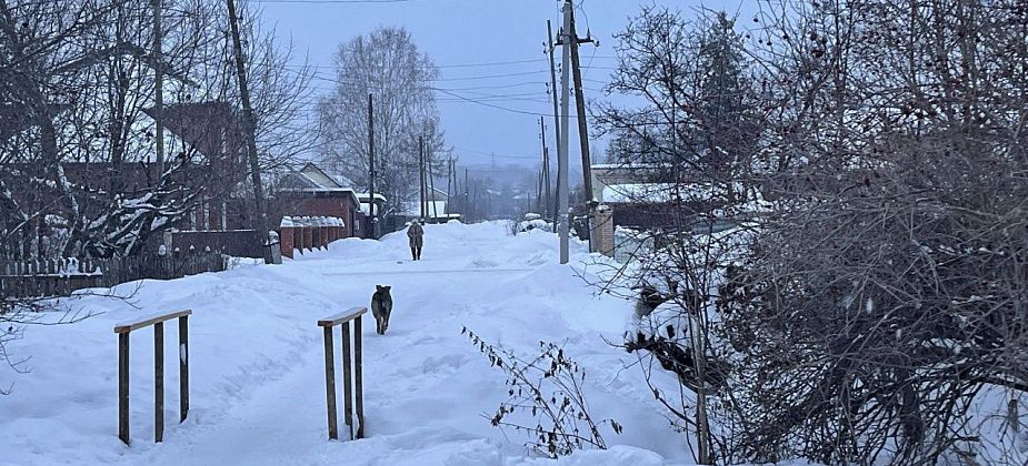 В заброшенном доме по улице Хасановцев прошел отлов собак
