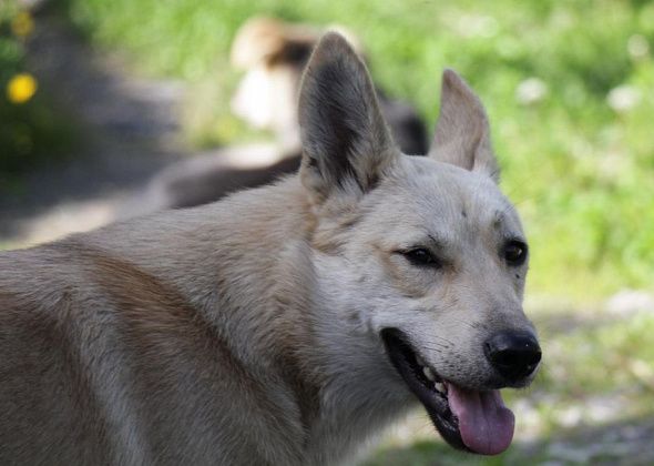 В Серовском горокруге за три года отловили 698 собак