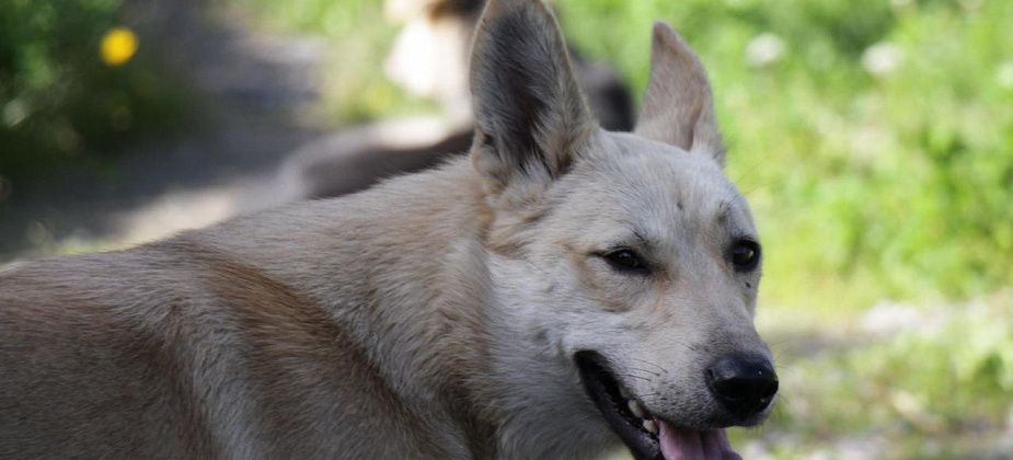 В Серовском горокруге за три года отловили 698 собак