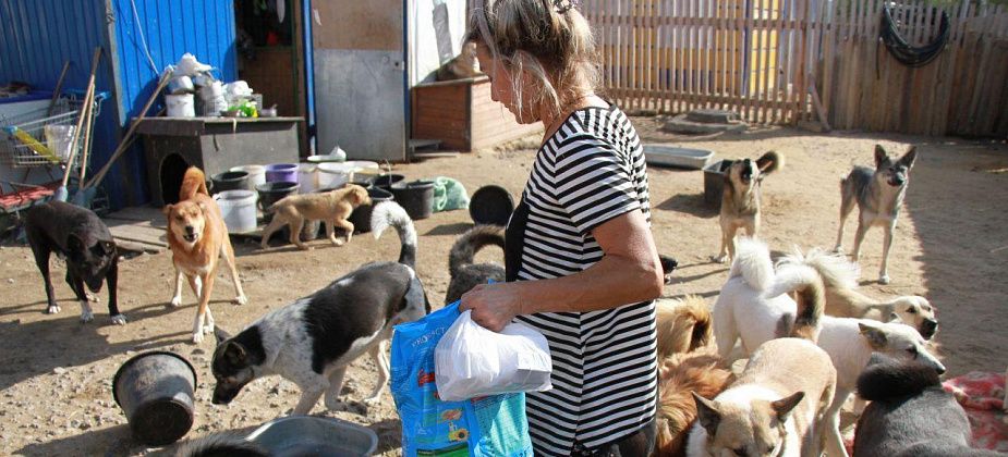 "Я их ни за что не брошу". Волонтер Инна Обухова рассказала, как живут подопечные серовского приюта для бездомных животных "Дом добра"