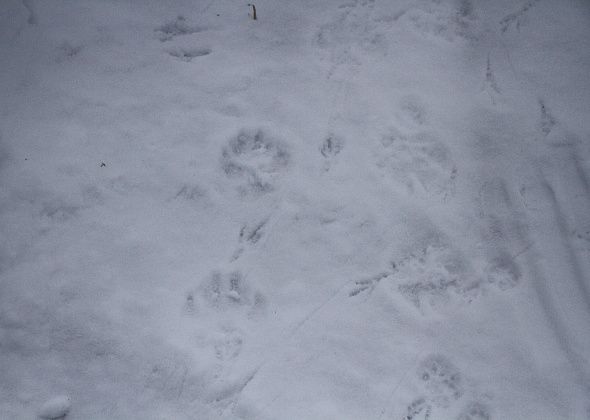 В новогоднюю ночь волки съели очередную собаку в Красноглинном