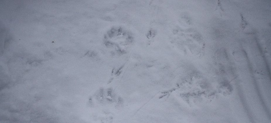 В новогоднюю ночь волки съели очередную собаку в Красноглинном