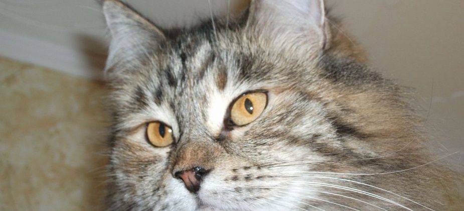 Подготовлен альманах литературного конкурса «Мой маленький большой друг»