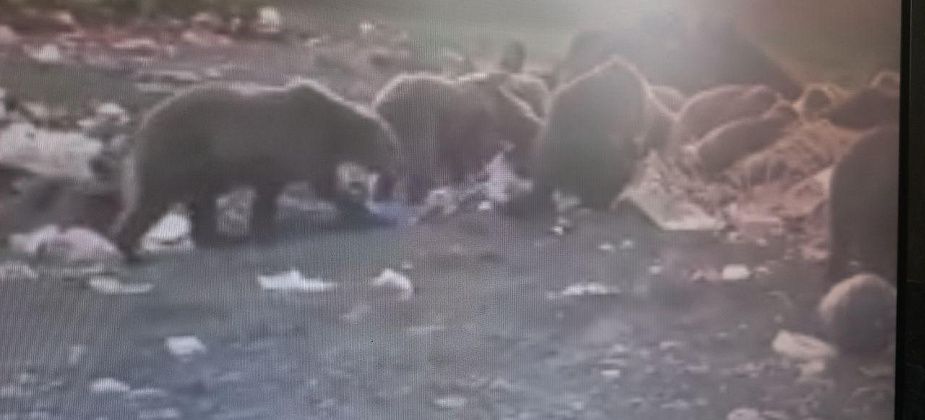  Горожане делятся очередным видео “местных” медведей. Это фейк