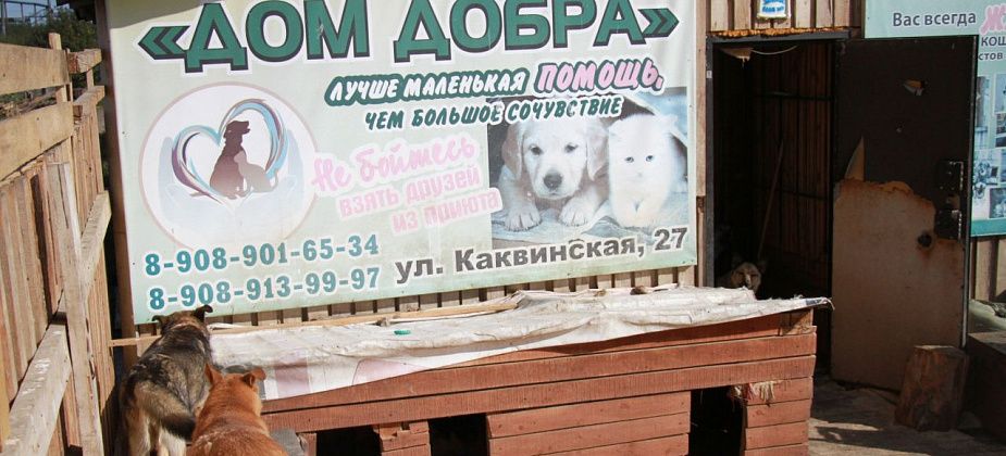  Серовский приют "Дом добра" ищет волонтеров для помощи животным