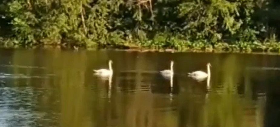 В Серов прилетели лебеди. Горожане переживают за их безопасность