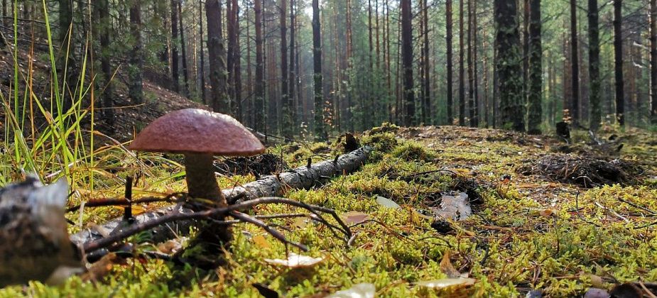 В Свердловской области в рамках нацпроекта «Экология» создается новый природный парк площадью 113,5 тыс. га