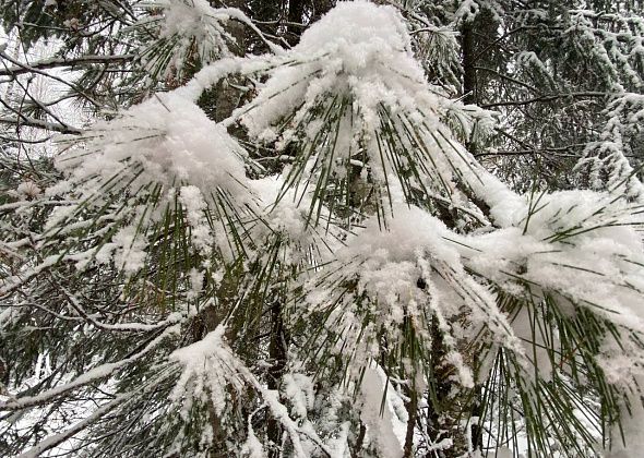 Синоптики и МЧС предупредили о надвигающемся на север области снегопаде