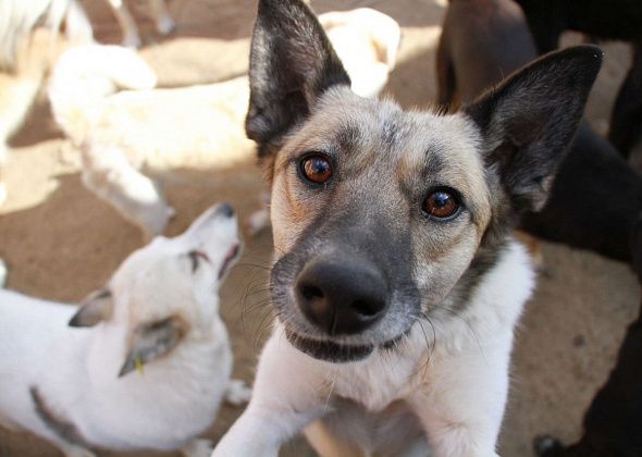 Проблему безнадзорных собак мэр Серова обсудил с представителями организаций, работающих с животными