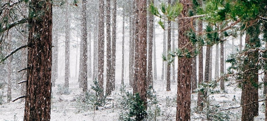 Главный синоптик: слухи про минус 40 в новогоднюю ночь слегка преувеличены