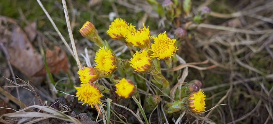 На севере области в Пасху ожидается теплая погода с дождем