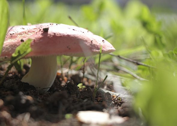 Улицы Серова заполонили грибы