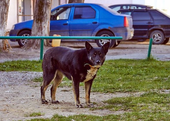 После публикации резонансного видео отловили стаю собак на Сортировке