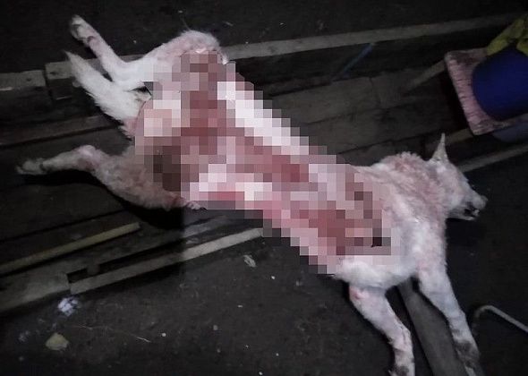 Полиция Серова завершила проверку по факту смерти собаки Белочки