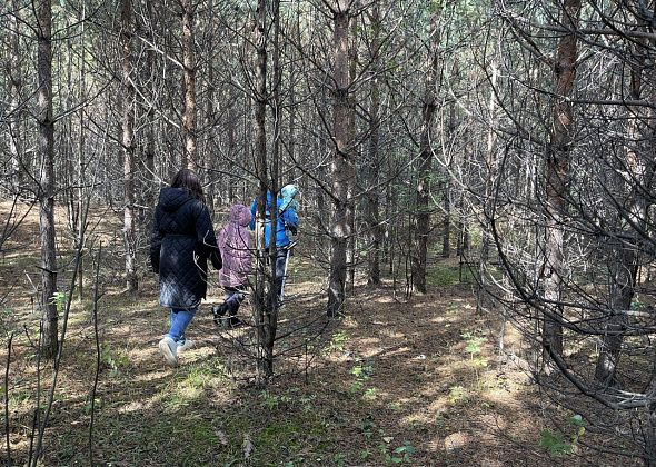 Власти Серова разрешили бесплатно вырубать деревья и кустарник, мешающие проезду к участку под ИЖС