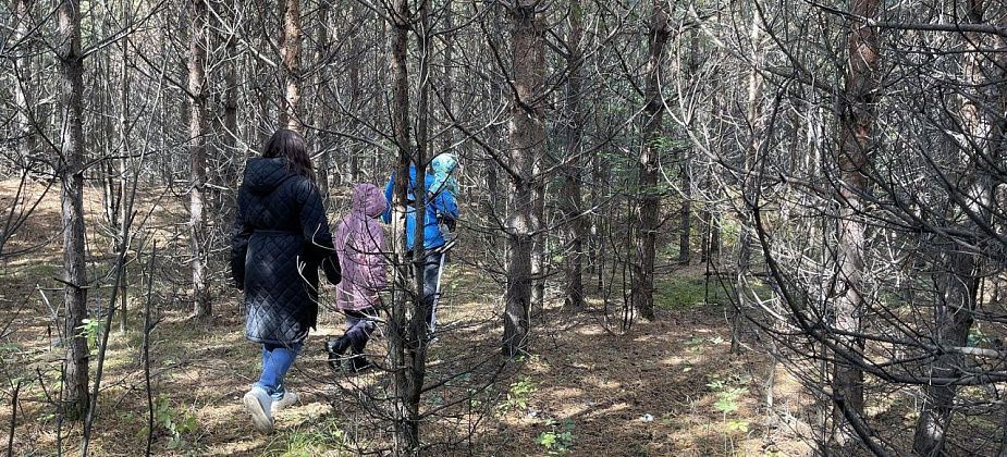 Власти Серова разрешили бесплатно вырубать деревья и кустарник, мешающие проезду к участку под ИЖС
