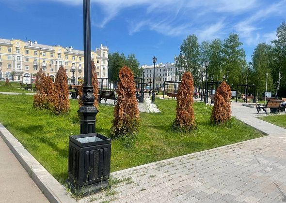 «Не дает им климат расти». В сквере ДКМ «сгорели» 24 туи. На что их заменят?