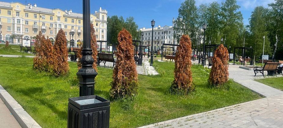 «Не дает им климат расти». В сквере ДКМ «сгорели» 24 туи. На что их заменят?