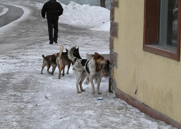 “Собака защищала своих детей”