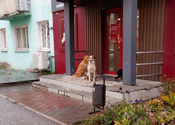 В центре города собаки напугали беременную серовчанку