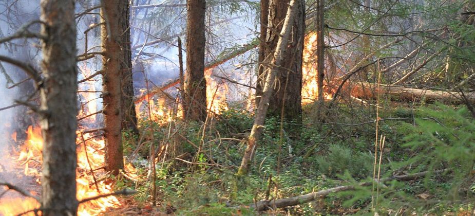 Под Серовом горит лес. Это третий за год лесной пожар