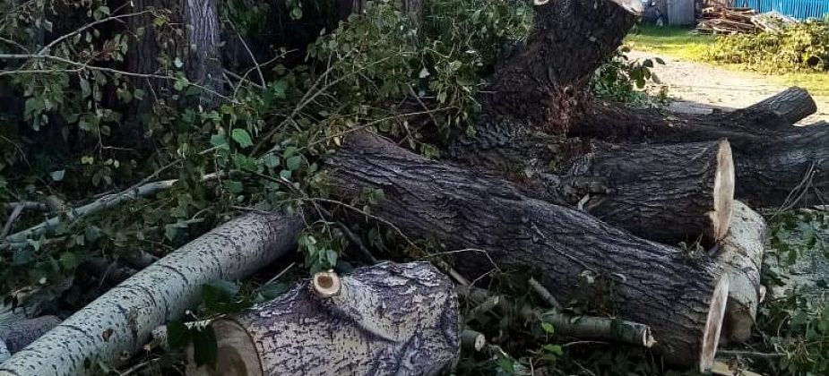 Серовчанка добилась валки тополей у своего забора. На очереди перенос контейнерной площадки?