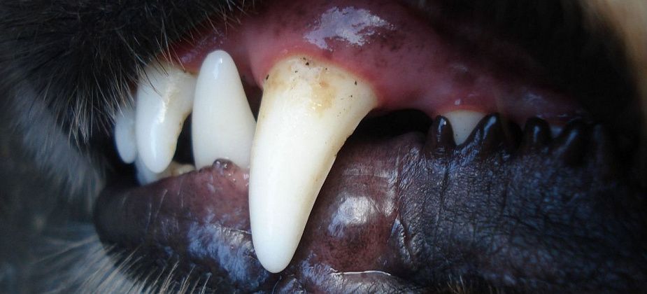 За три месяца животные покусали 113 серовчан 