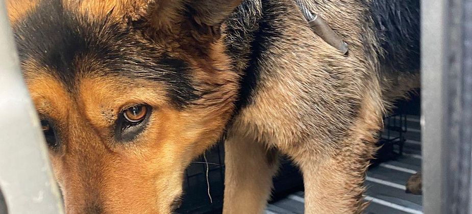 "Джек пойман". На Сортировке отловили пса, который держал в страхе жителей микрорайона