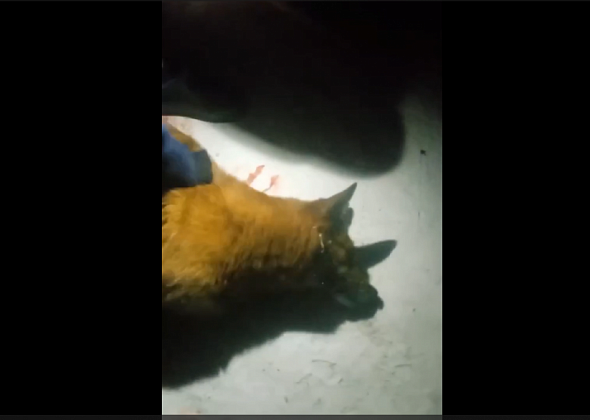 В соцсети опубликовали жуткое видео с умирающей собакой. Пишут, что ее отравили