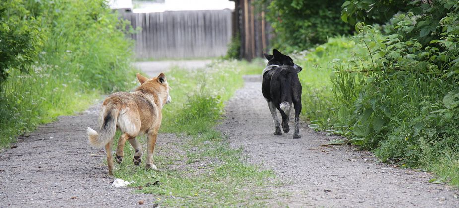 Собаки терроризируют “Смородинку”. В Серове садоводы жалуются на животных, прикормленных соседями