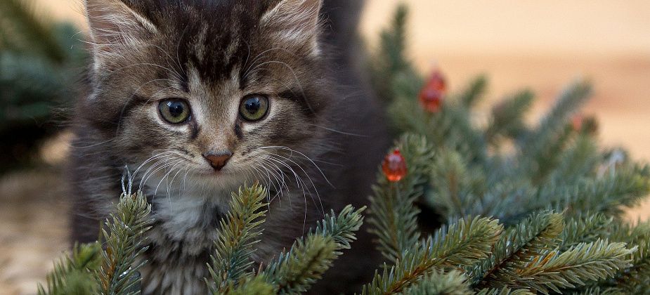 Серовчане, чего вы ждете от 2020 года?